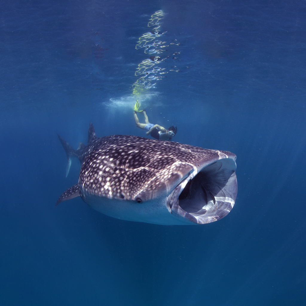 Snorkeling at Veligandu Maldives.