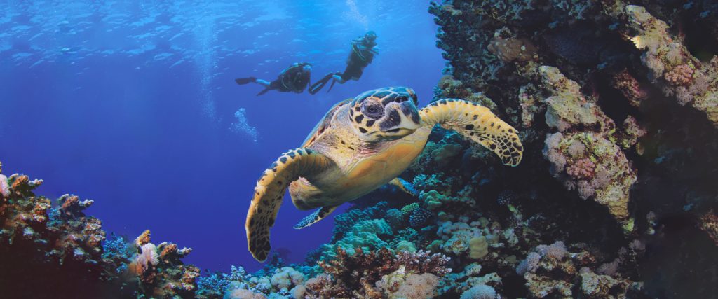 Scuba Diving at Veligandu Maldives