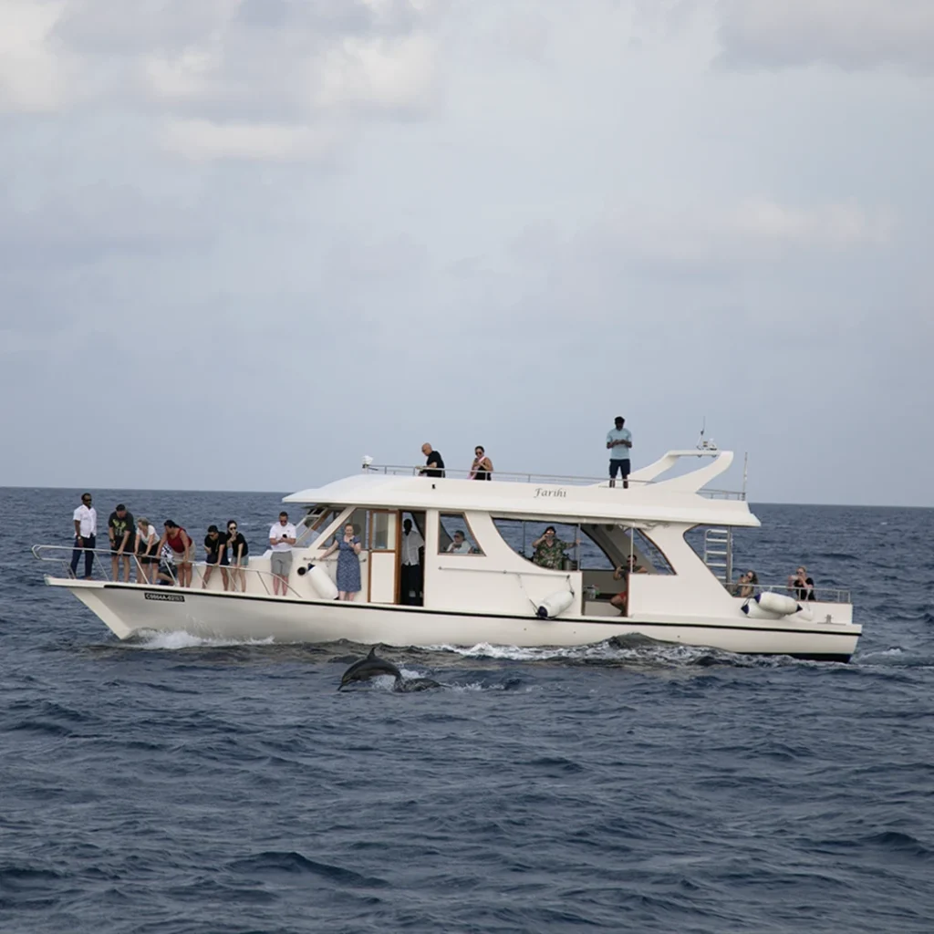 Dolphin sunset cruise at Veligandu Maldives