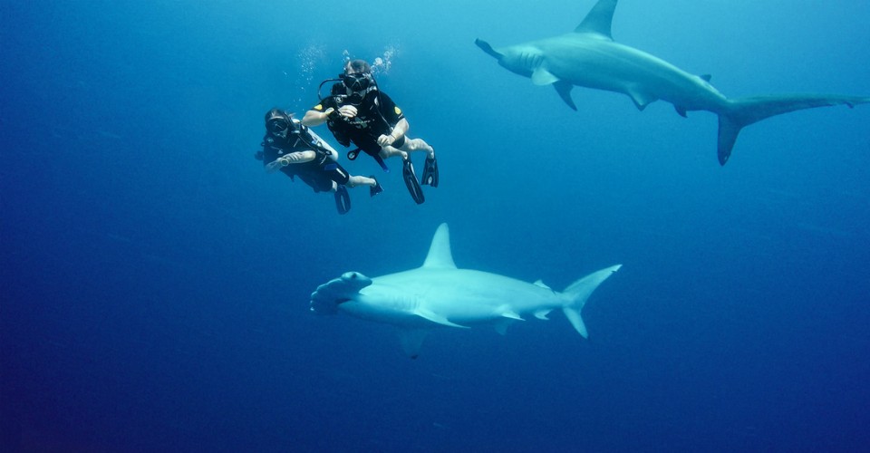 Hammerhead Shark Point near Veligandu Maldives