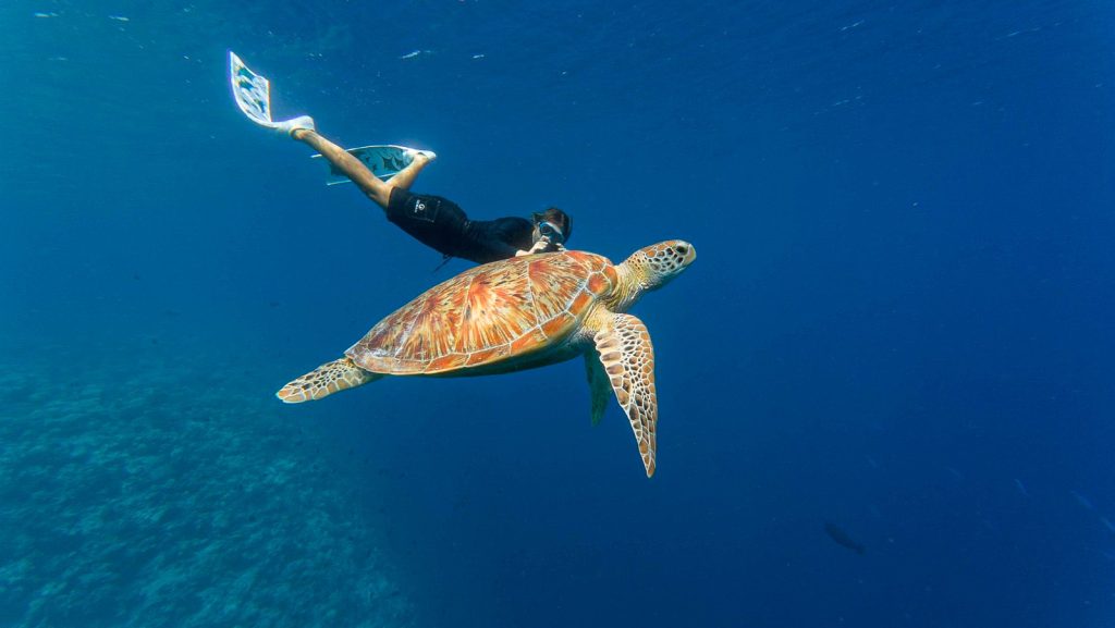 Veligandu House Reef Snorkelling with turtle