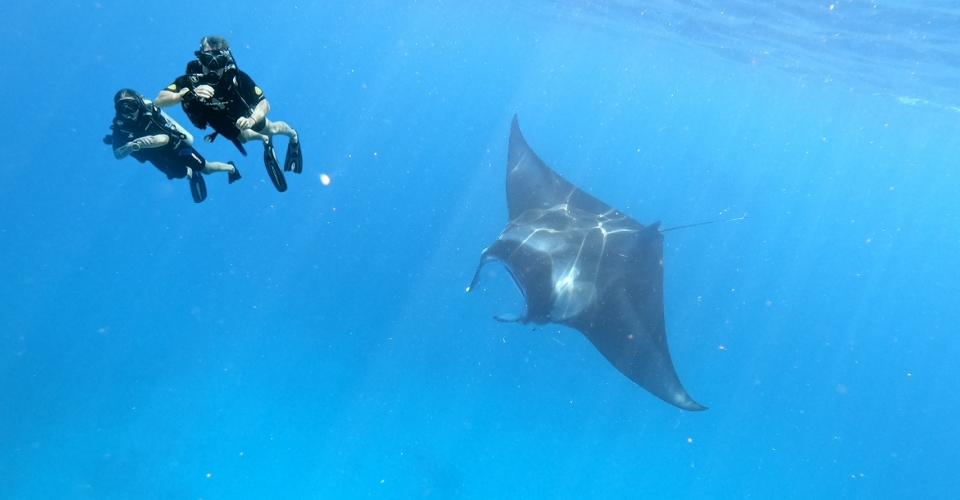 Swim with the Manta rays in Veligandu Maldives