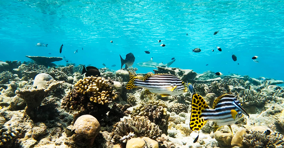 Housereef