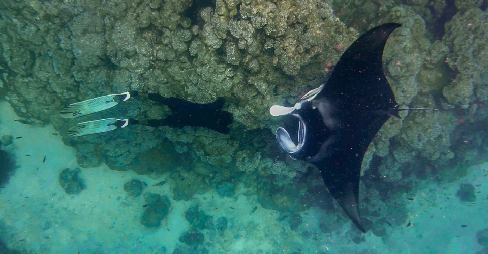 Manta excursions with Veligandu Maldives