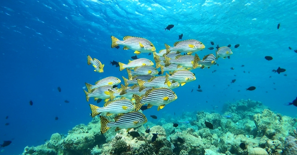 SChool of fish at Veligandu Maldives Reef