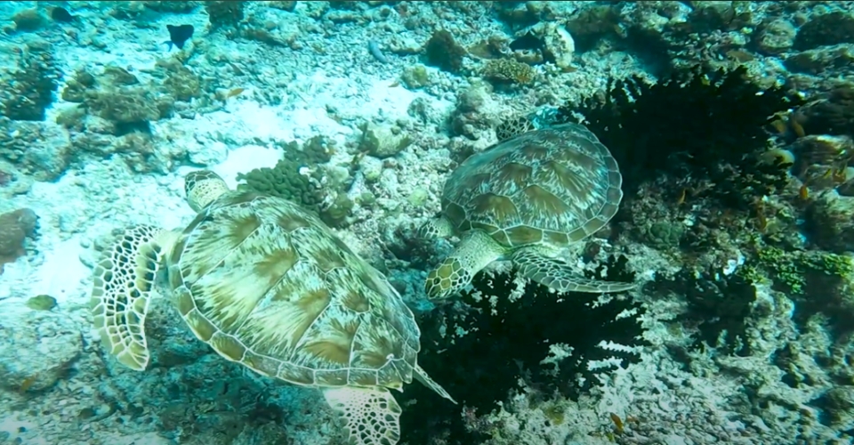 Turtles at Veligandu Maldives house reef