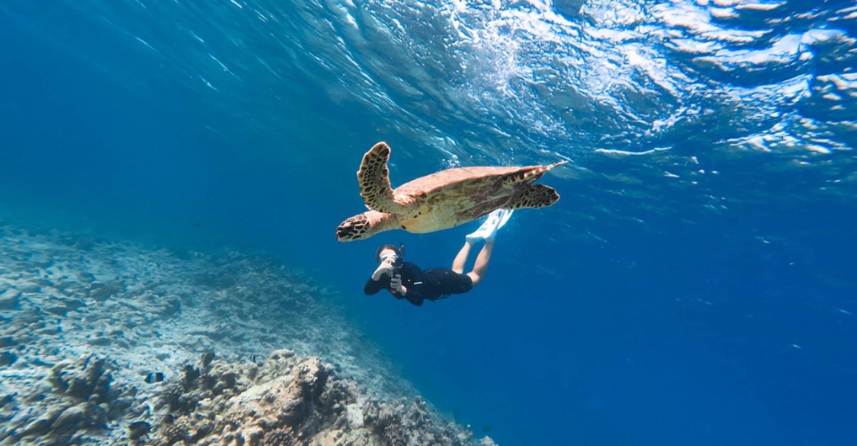 Turtle Snorkelling