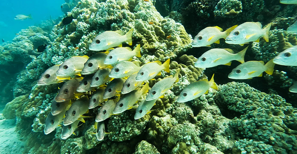 Vibrant Reef