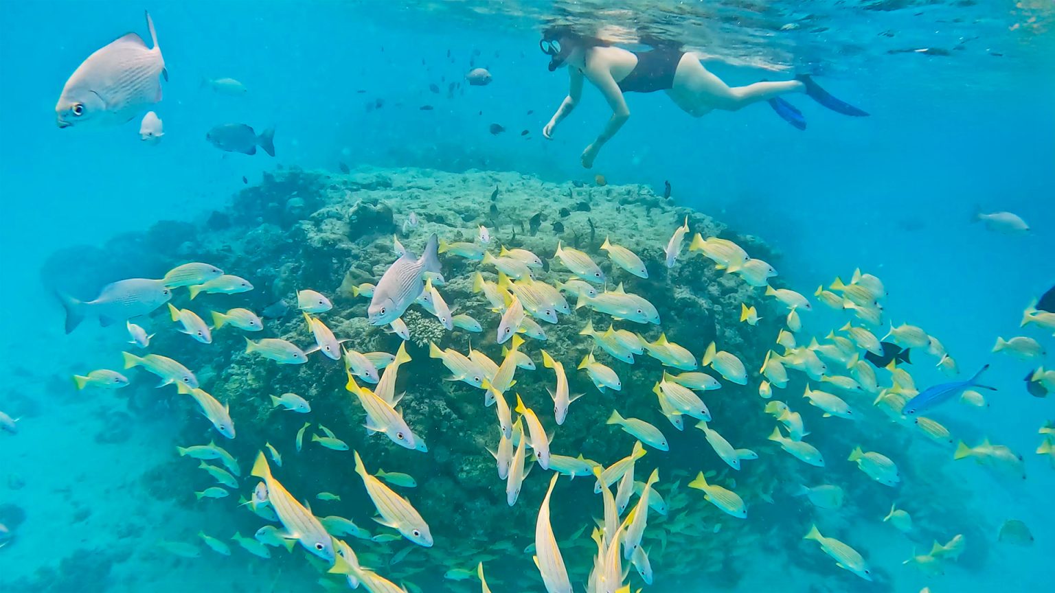 Wonder Rock Snorkeling at Veligandu Maldives
