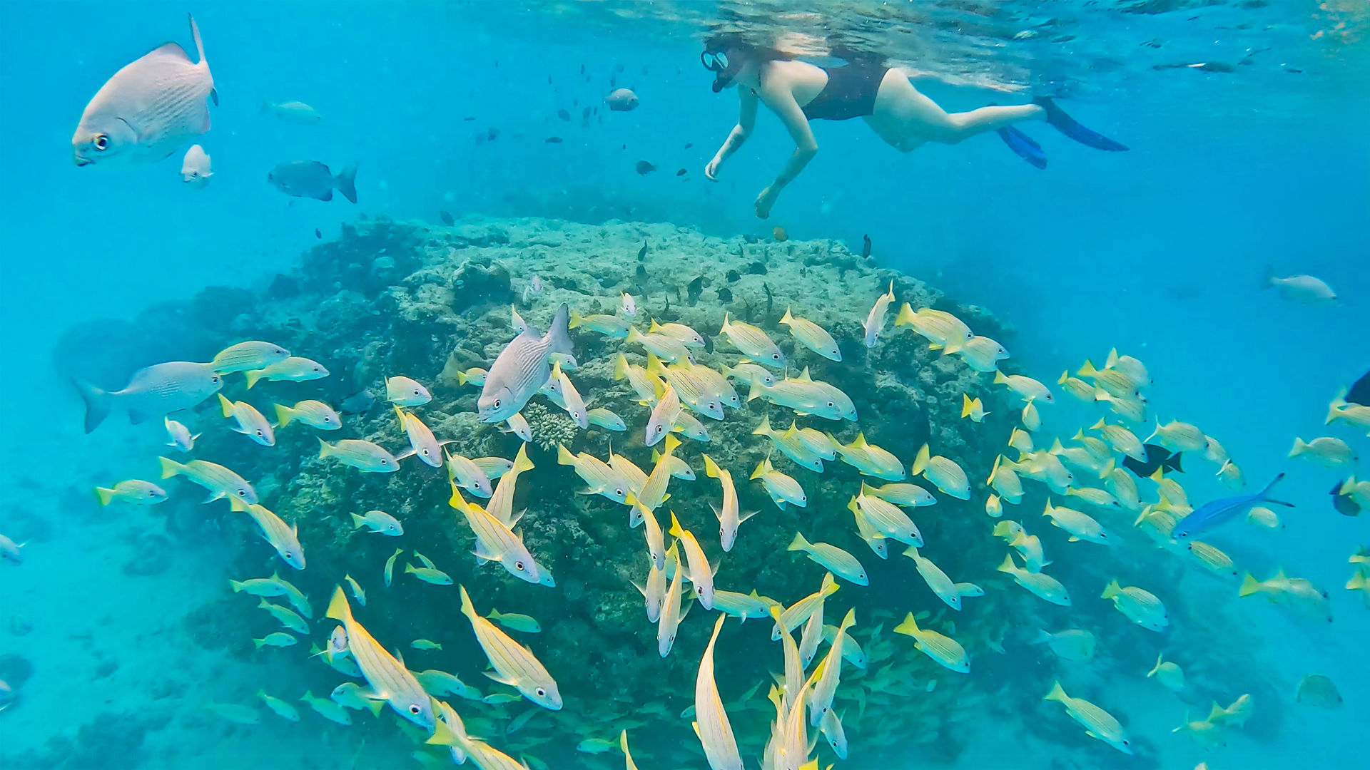 Wonder Rock Snorkeling at Veligandu Maldives