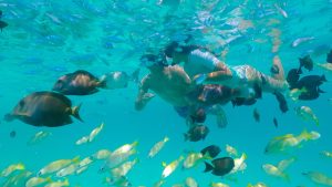 House Reef Snorkelling in Veligandu Maldives
