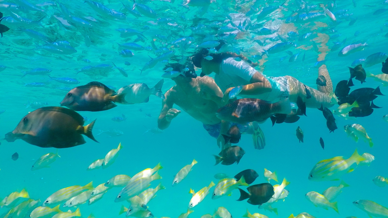 House Reef Snorkelling in Veligandu Maldives