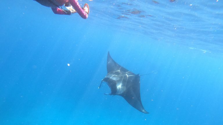manta Rays at The Veligandu House Reef