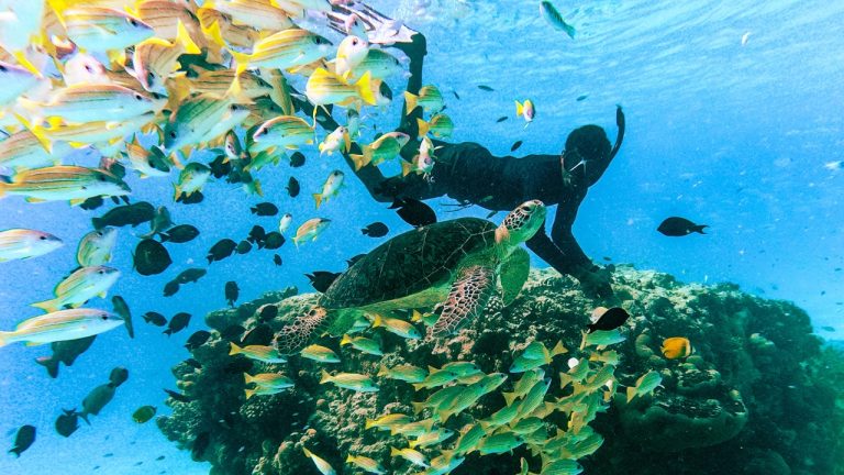 See turtles in Veligandu house reef
