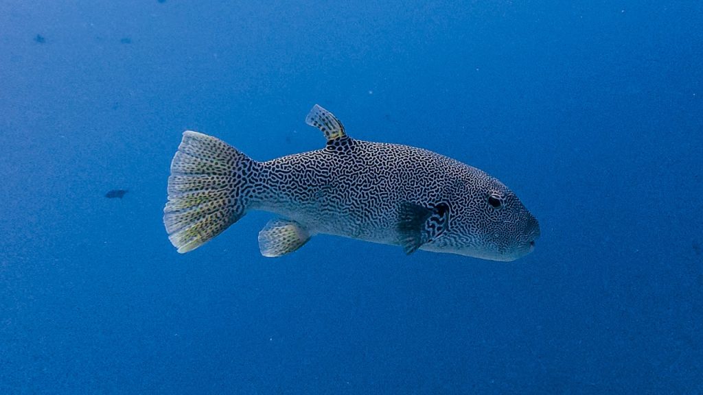Veligandu Maldives - Beyond the Reef