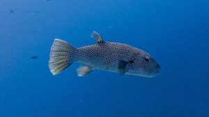 Veligandu Maldives - Beyond the Reef