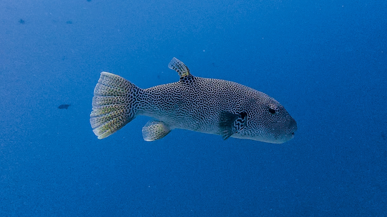 Veligandu Maldives - Beyond the Reef