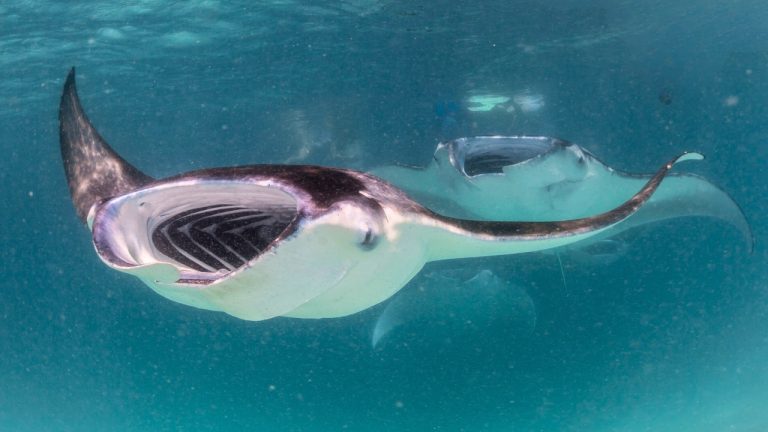Manta Rays