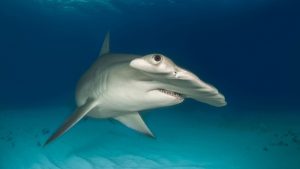 Hammerhead Shark