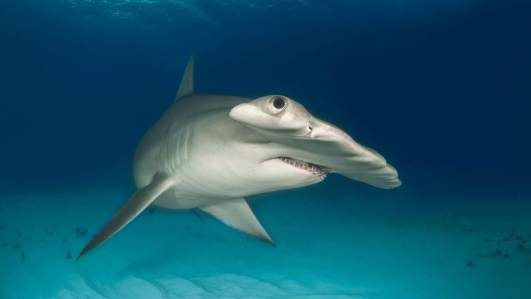 Hammerhead Shark