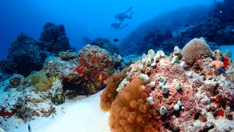 Coral Reef